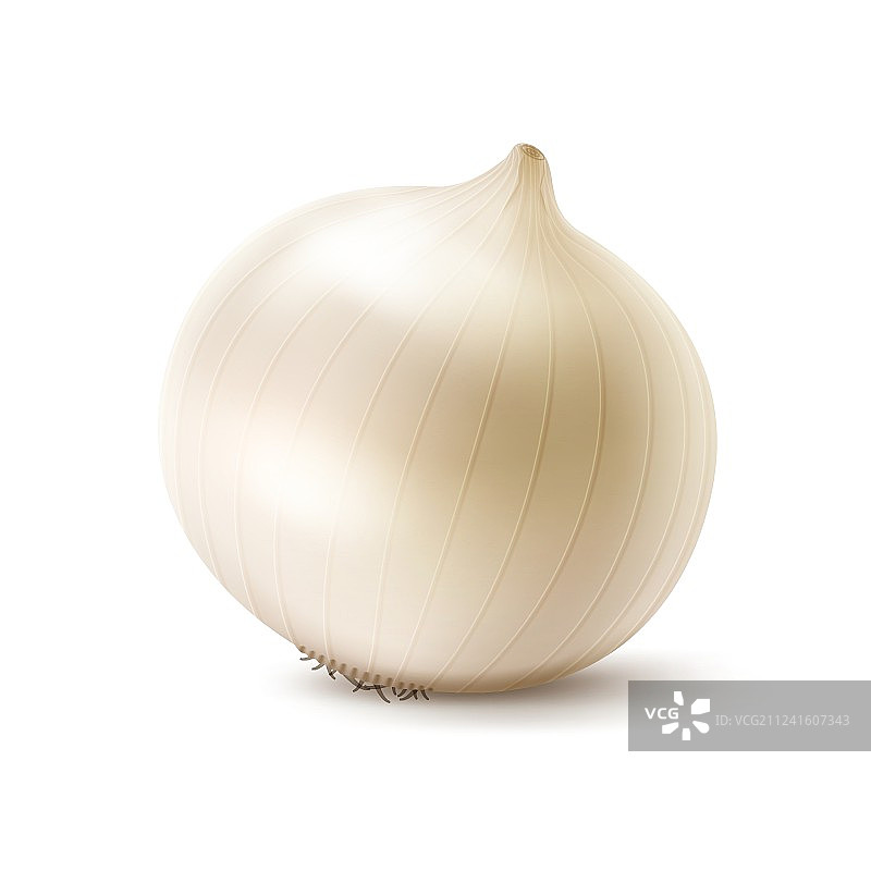 新鲜完整白洋葱鳞茎特写图片素材