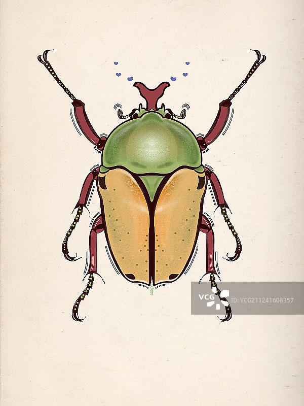 昆虫系列图片素材