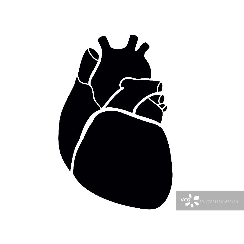 人类的心脏图片素材