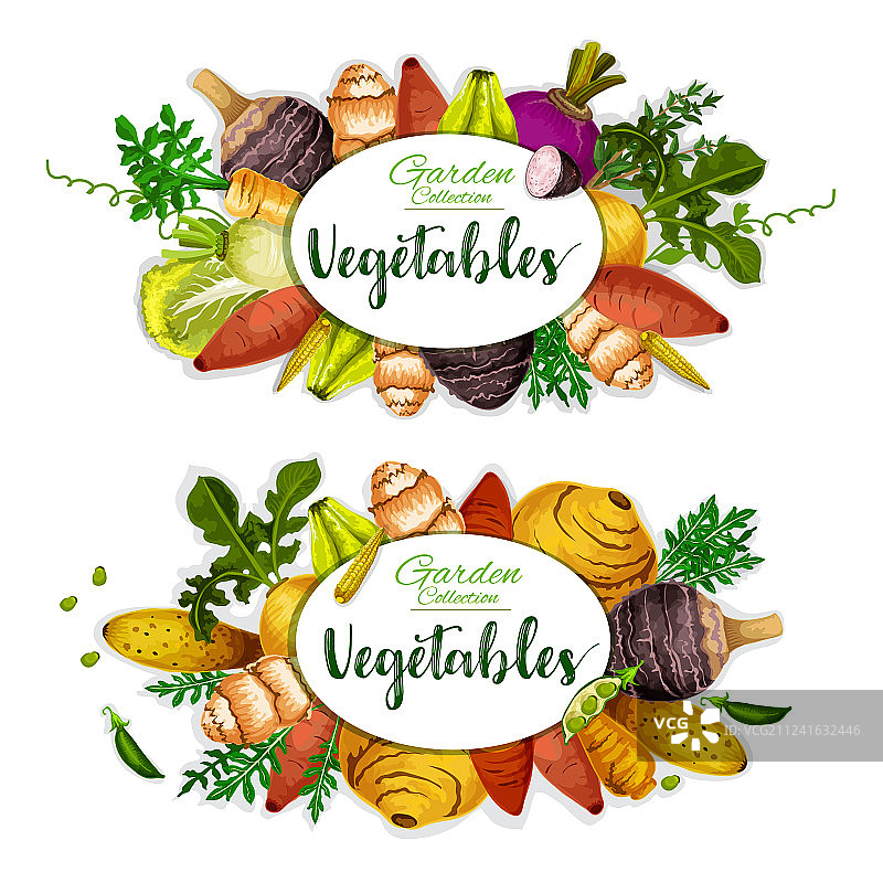 带有直根香草和豆类的异域蔬菜图片素材