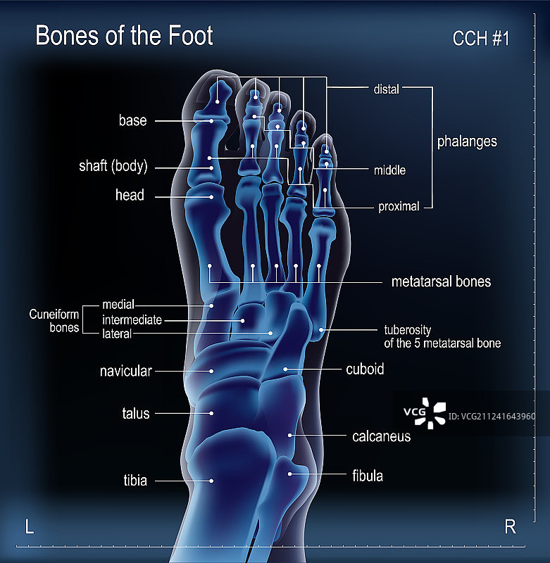 足部骨骼的X光片图片素材