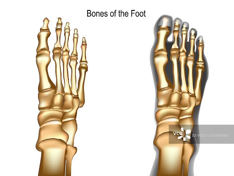 足部骨骼图片素材