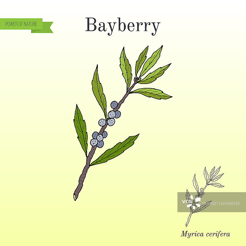 杨梅药用植物图片素材