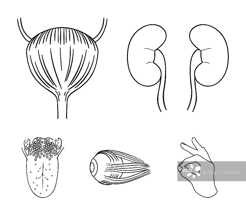 肾脏膀胱眼球舌头人体器官图片素材