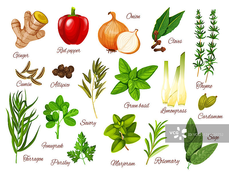 食物配料的香料和草药图标图片素材