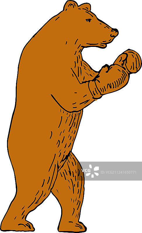 棕熊拳击姿势绘画图片素材