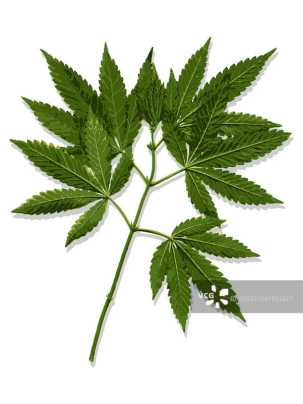 大麻叶图片素材