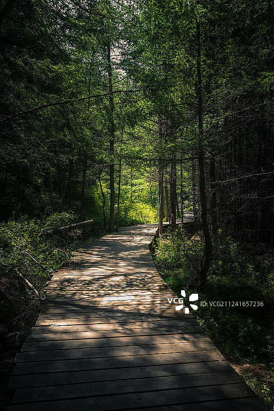 苏木山林荫小道图片素材