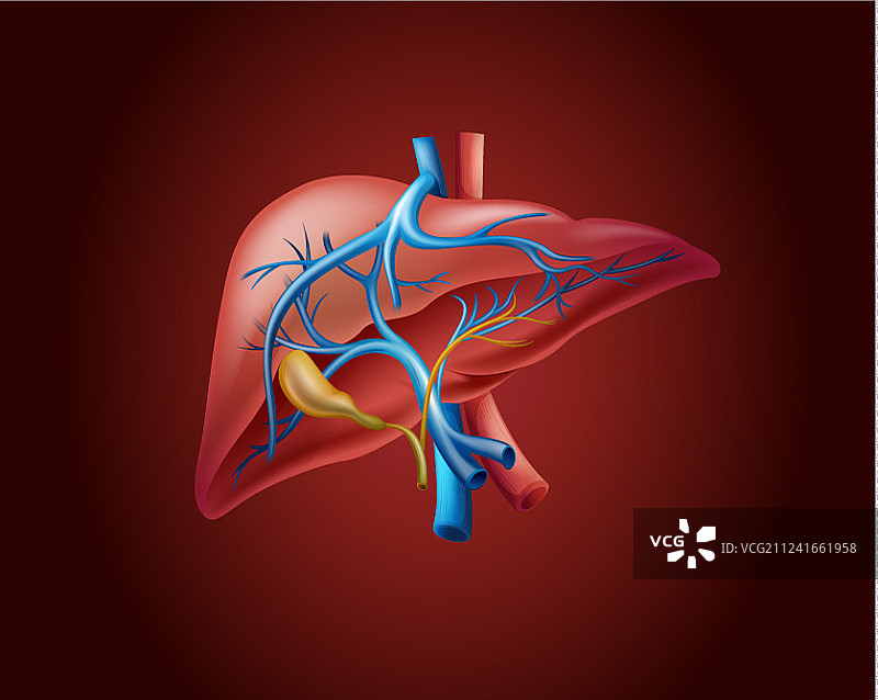 红色背景上的人体肝脏图片素材