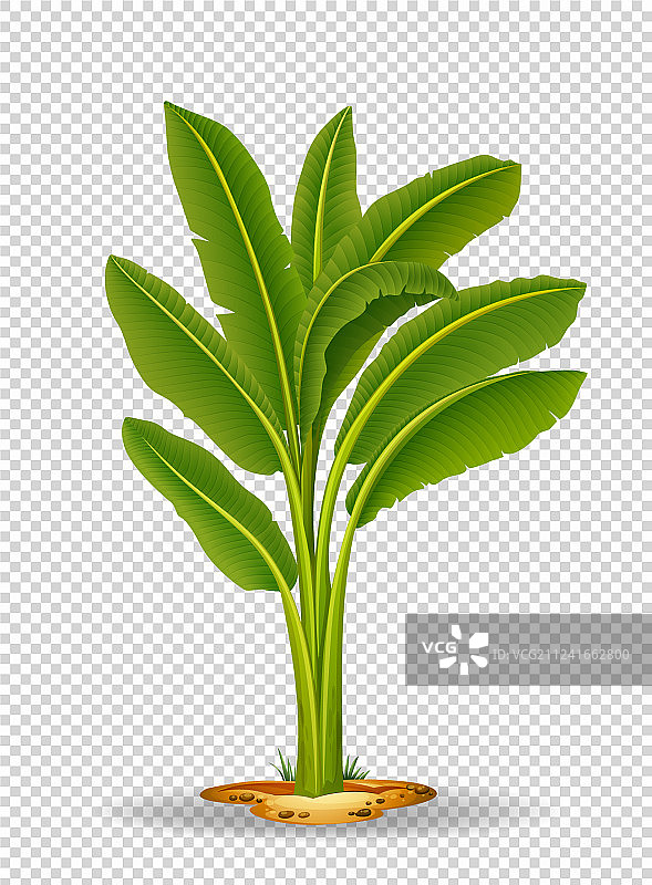 透明背景上的香蕉树图片素材