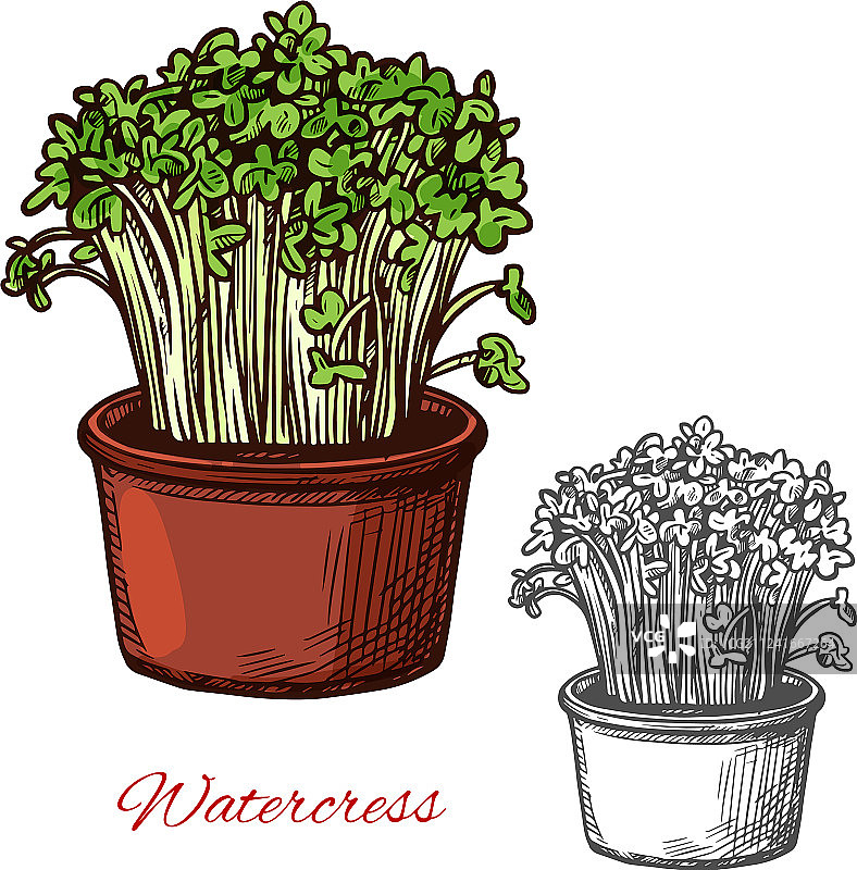 西洋菜沙拉蔬菜速写图片素材