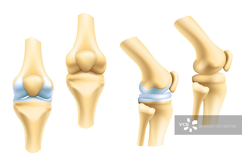 关节和骨骼图标图片素材