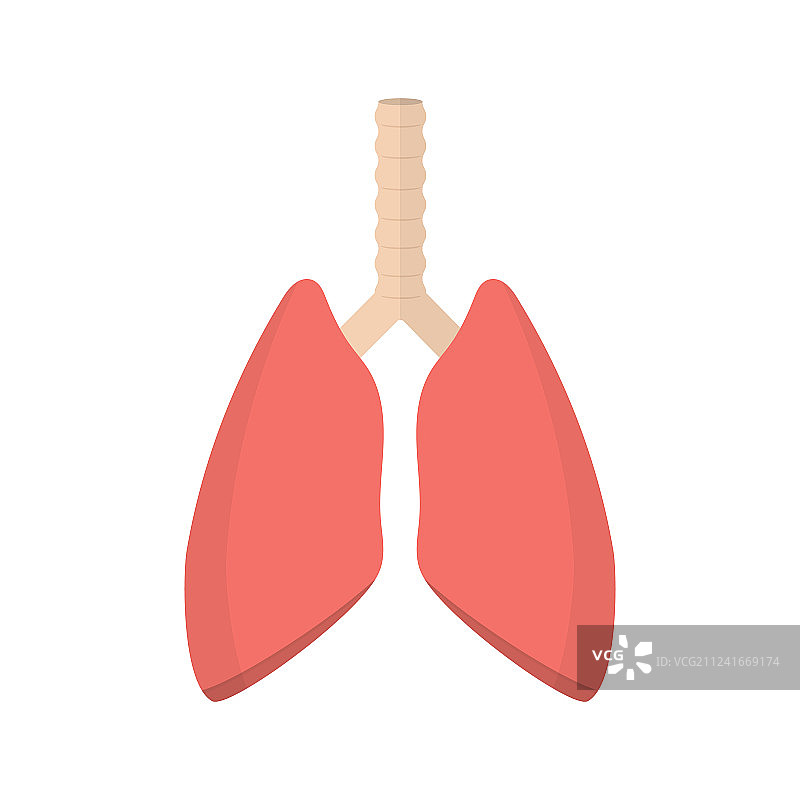 人体肺部系统图片素材
