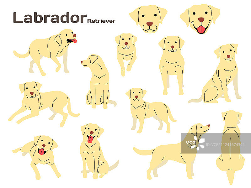 行动中的拉布拉多犬图片素材