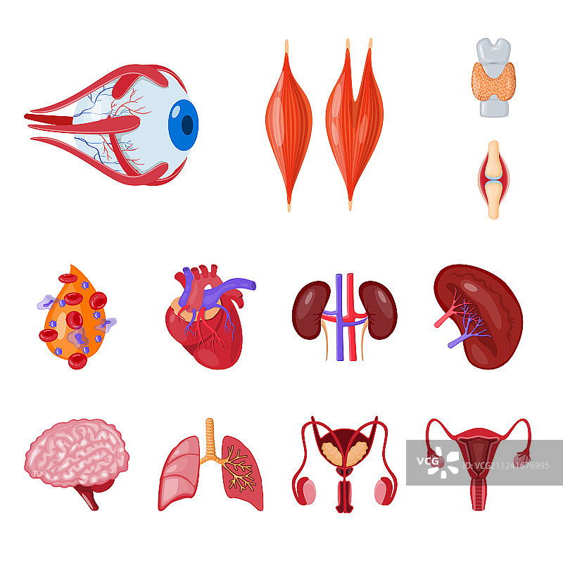 解剖和器官标志图片素材