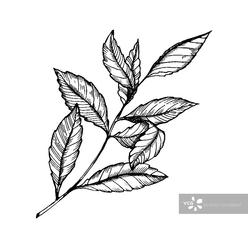 茶叶植物雕刻风格图片素材