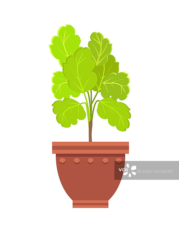 大陶罐中的健康长寿花室内植物图片素材