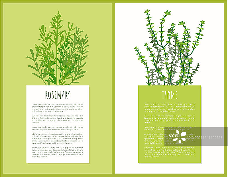 迷迭香和百里香草本植物卡片模板图片素材