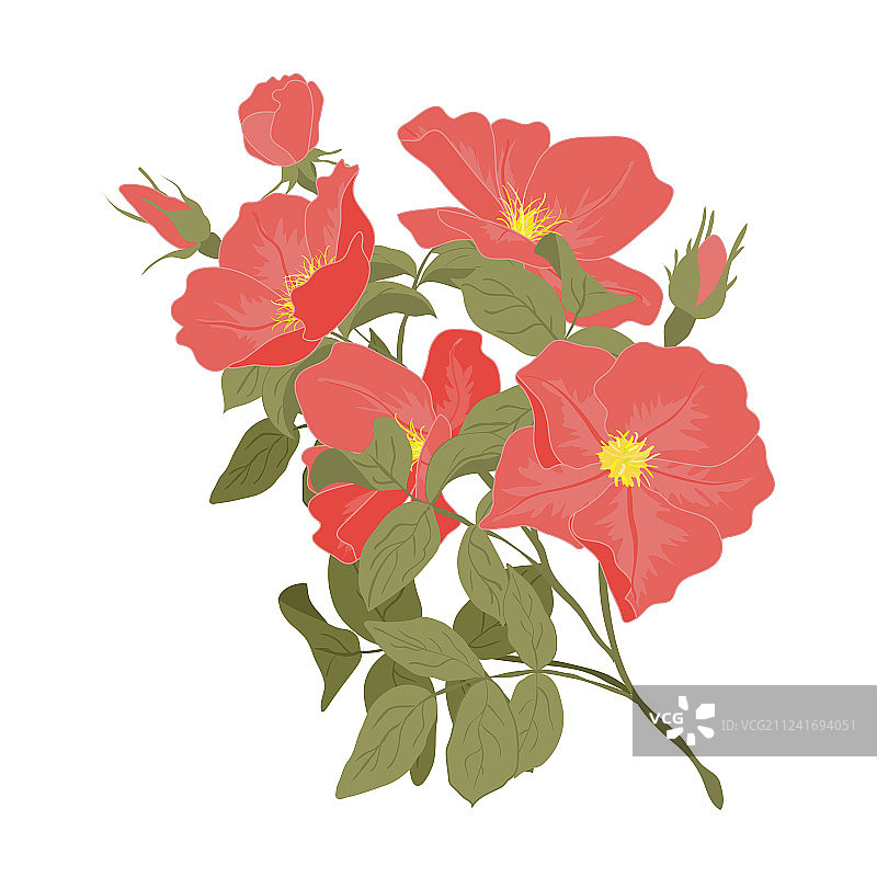 野玫瑰刺绣图案图片素材