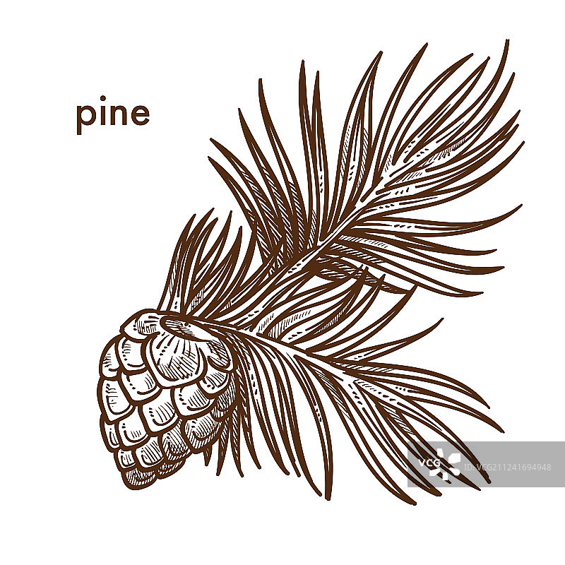 带有针叶和球果的单色松树枝图片素材