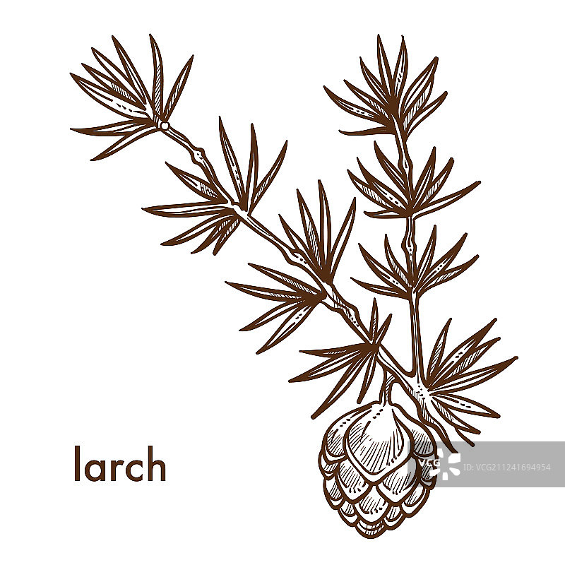 带有针叶和树叶球果的落叶松树枝图片素材