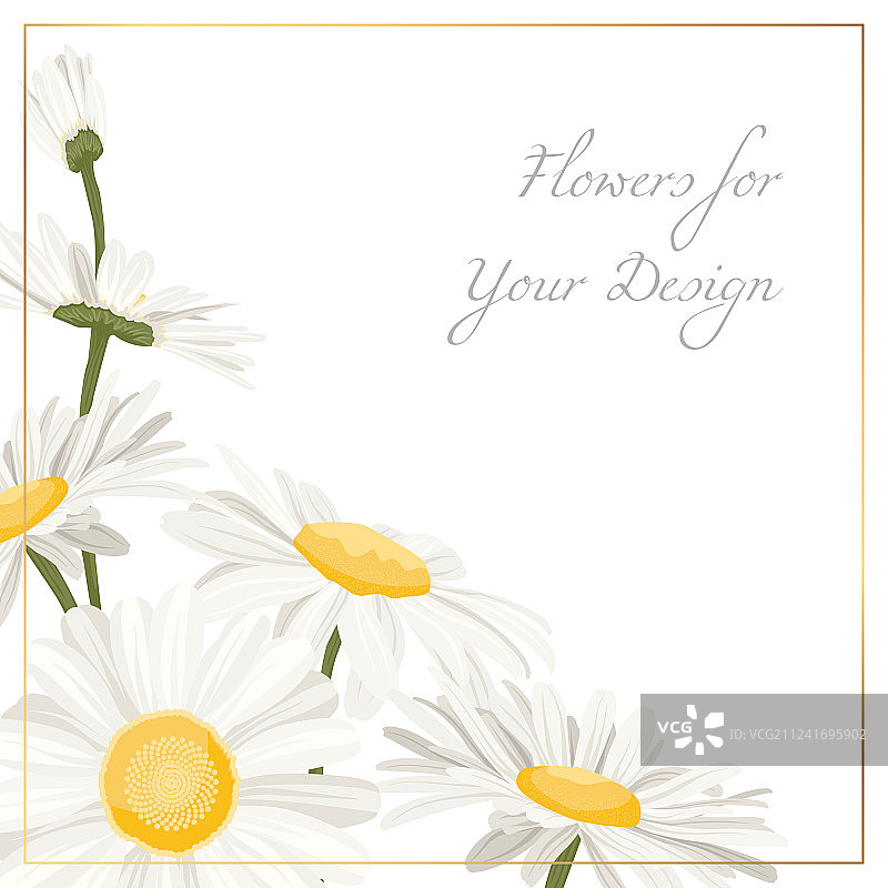 甘菊花草花束图片素材