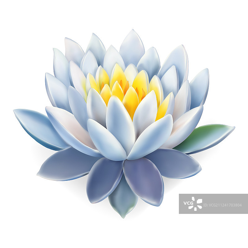 睡莲，粉色莲花图片素材