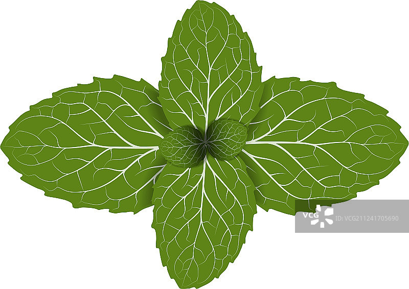 薄荷叶图片素材