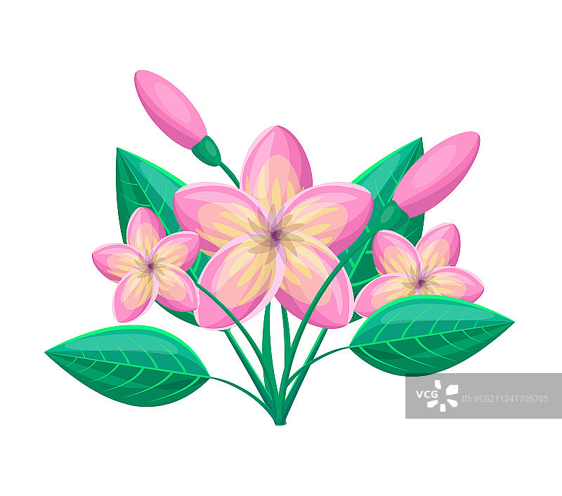 鸡蛋花热带植物图片素材