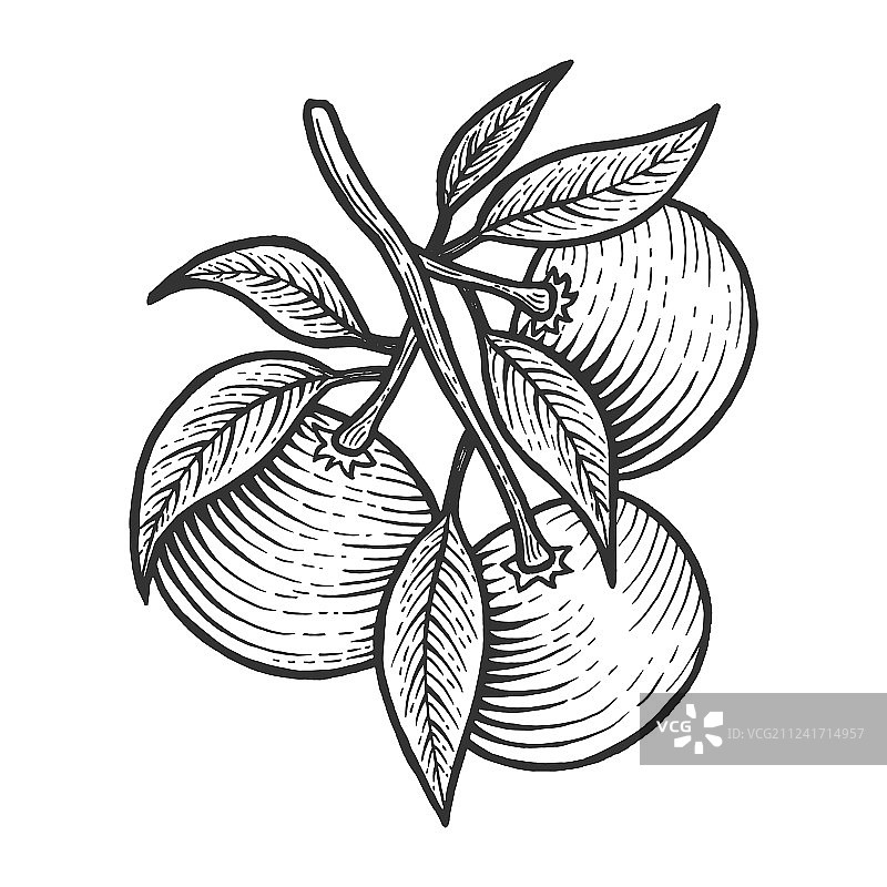 橘子柑橘素描雕刻图片素材