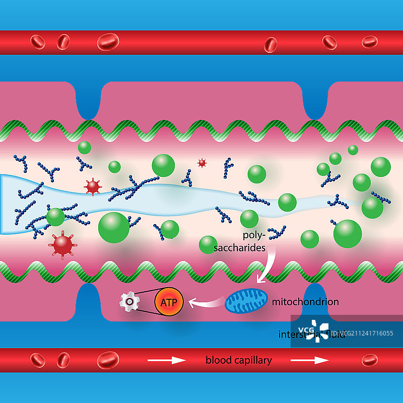 肠道中的多糖图片素材