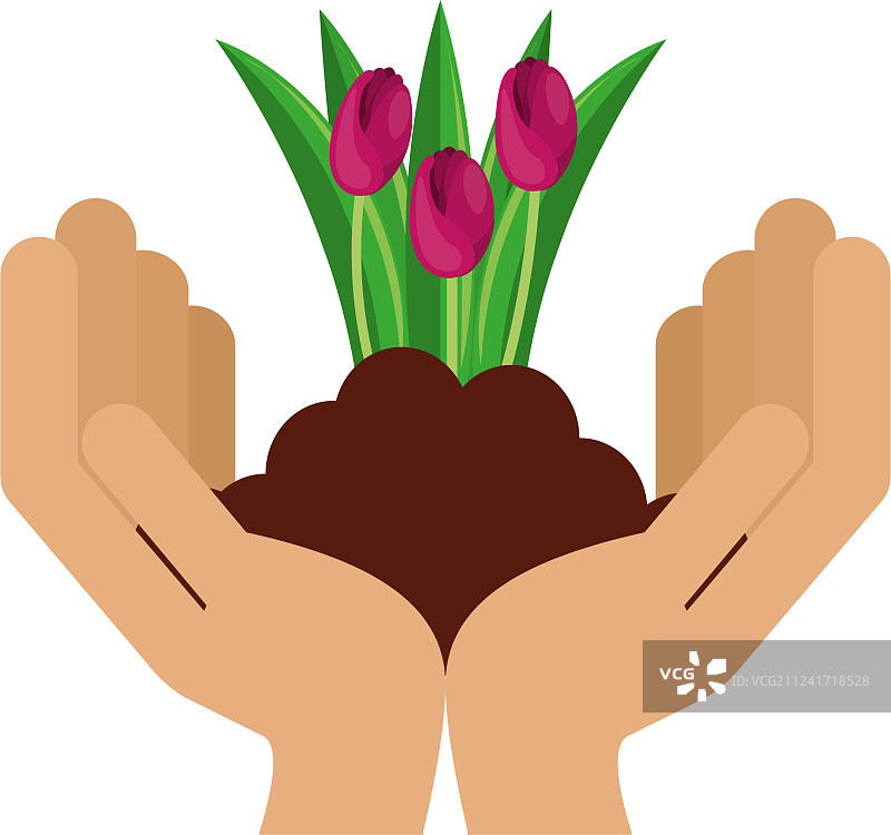 手工栽培的美丽玫瑰图片素材