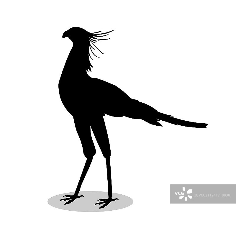 蛇鹫黑色剪影图片素材