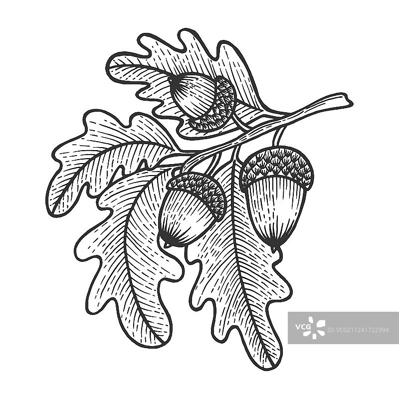 橡树枝与橡子素描图片素材