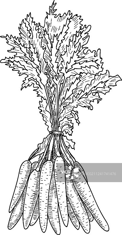 手绘胡萝卜图片素材