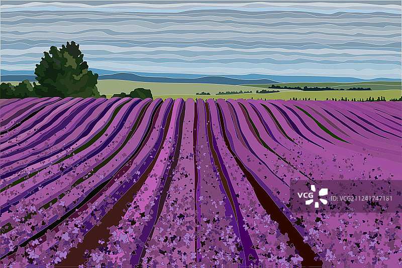 明亮的薰衣草田与灌木树木图片素材