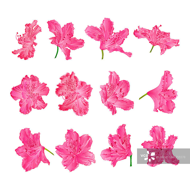 粉色杜鹃花山地灌木图片素材