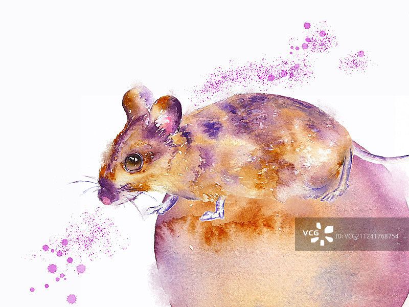 小老鼠图片素材