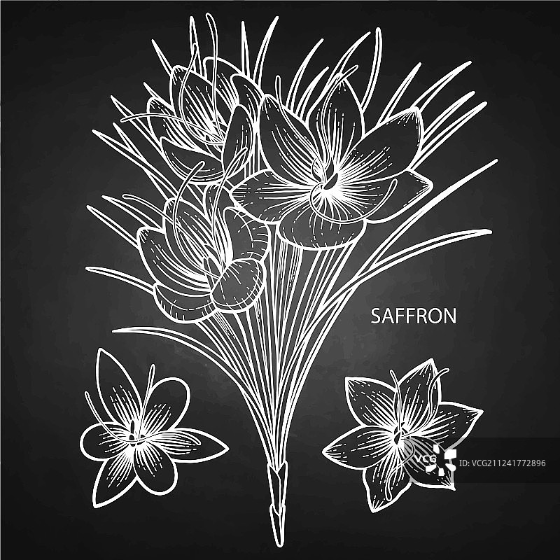 藏红花图形图片素材