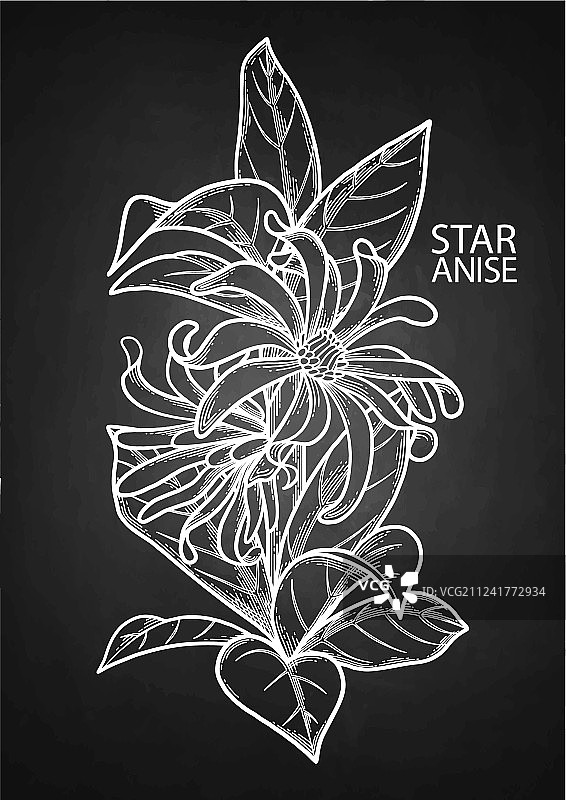 八角茴香图形图片素材