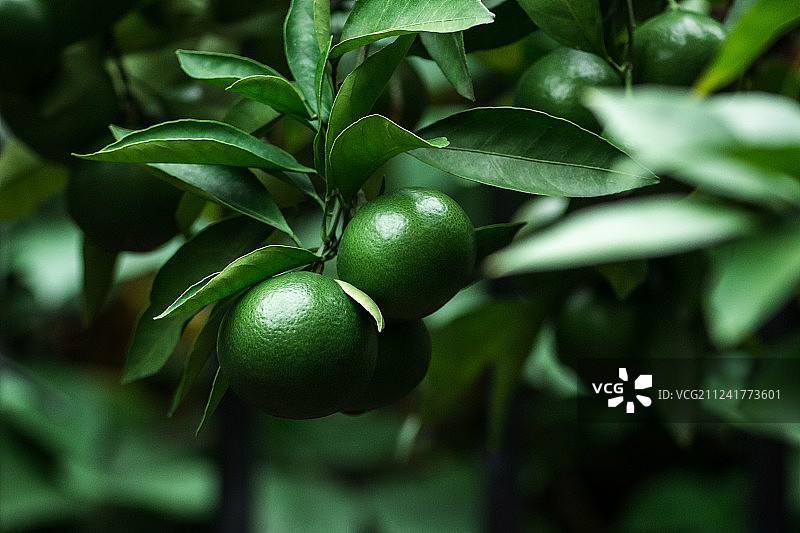 橘子树上还没有熟透的橘子图片素材
