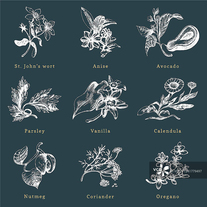 手绘草本香料植物套装图片素材