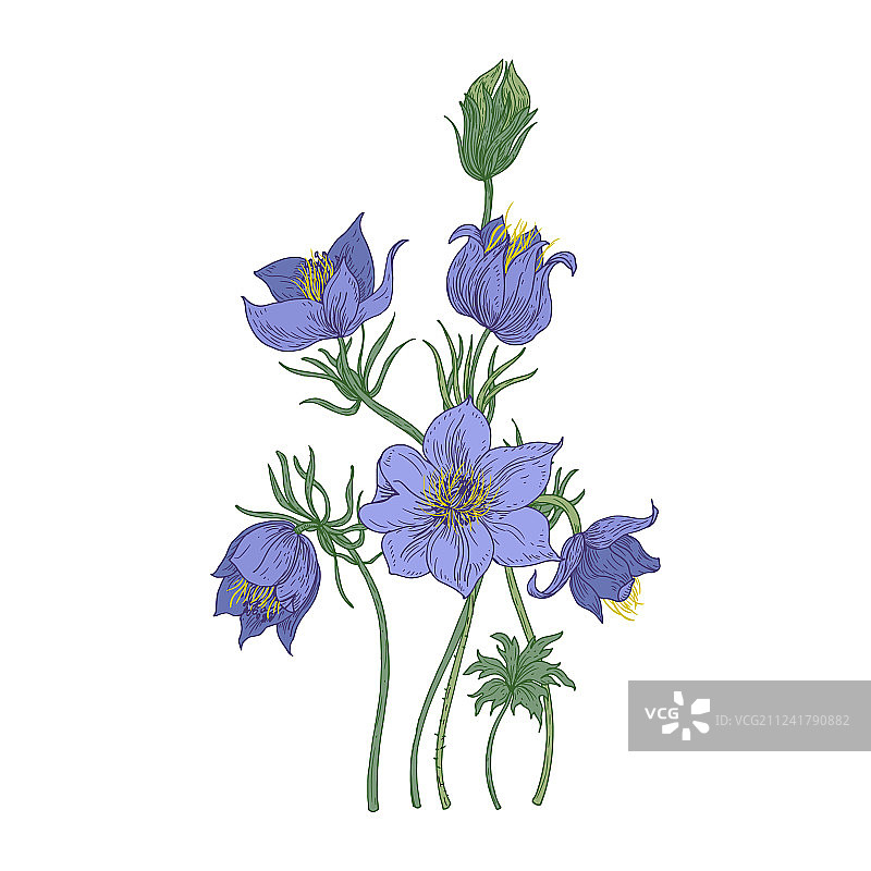 白色背景上的小型白头翁花图片素材