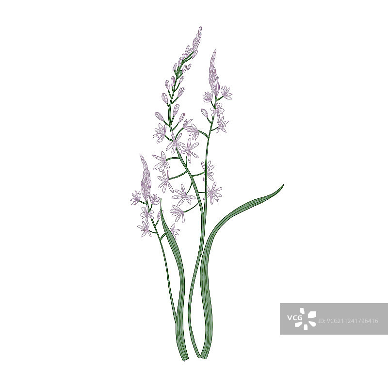 美丽的卡马斯花或葵花百合花图片素材