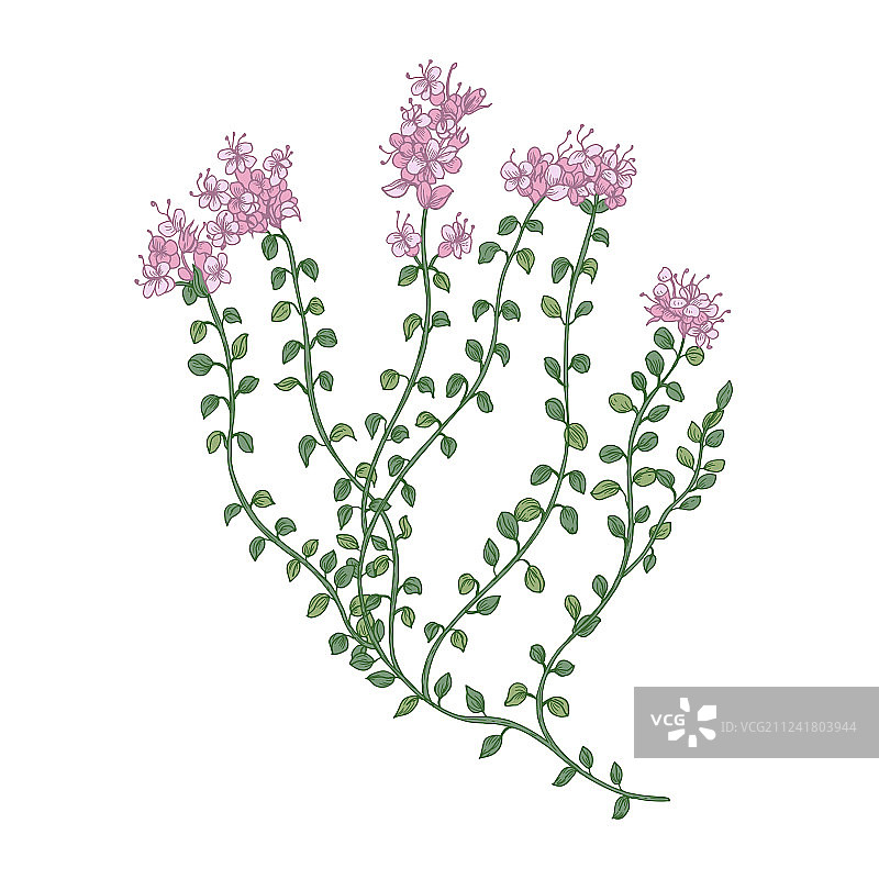 白色背景上的百里香花或花序图片素材