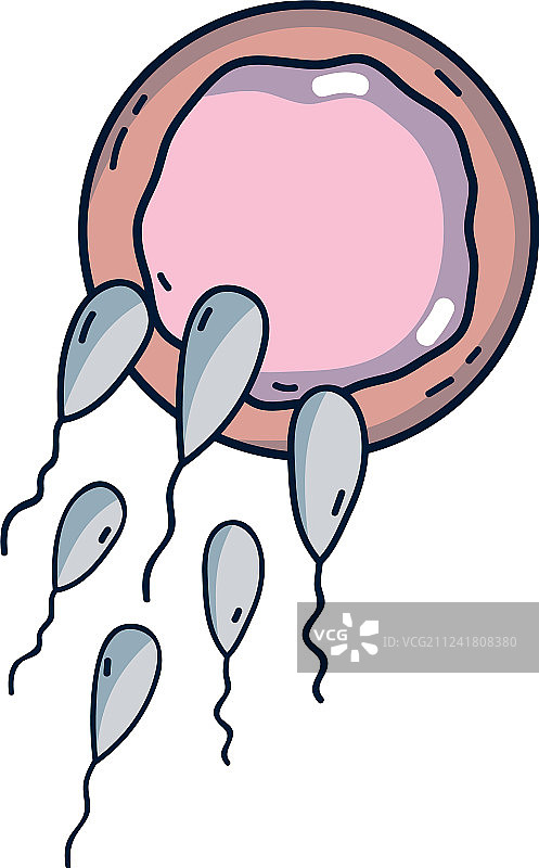 精子繁殖卵子受精图片素材