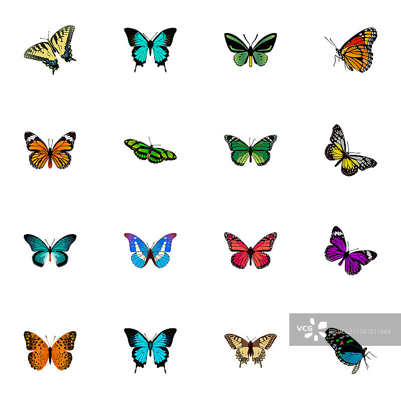 逼真写实的天蓝色孔雀绢蝶图片素材