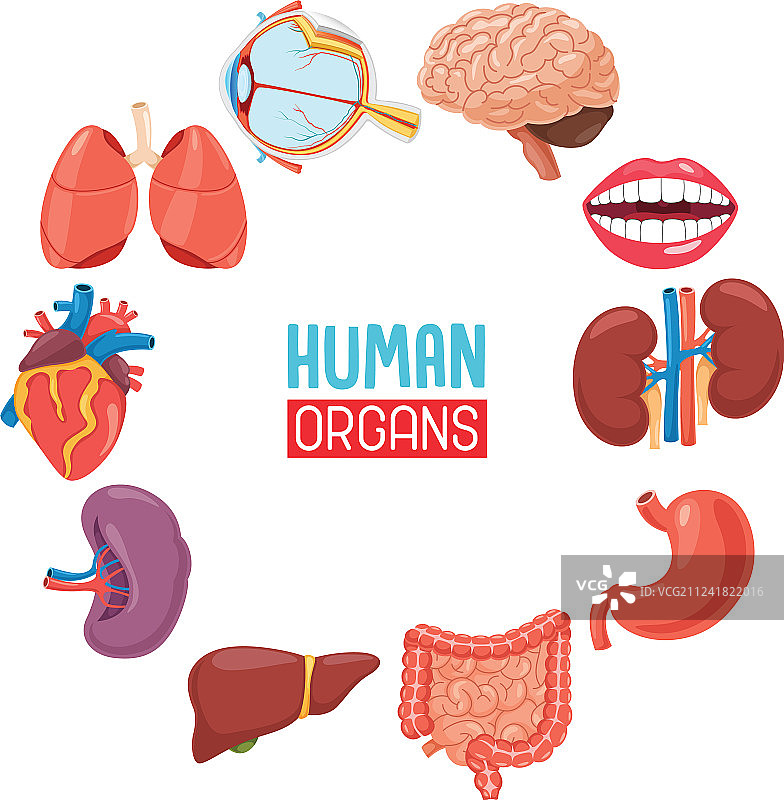 人体器官图片素材