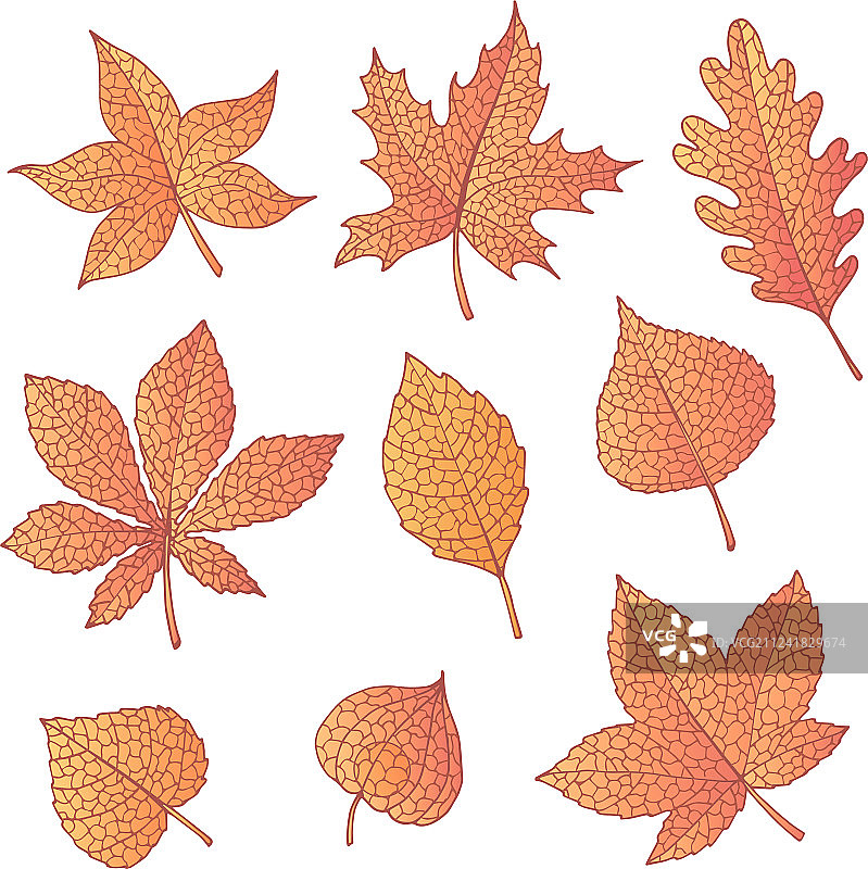手绘秋季素材：橡树枫叶图片素材