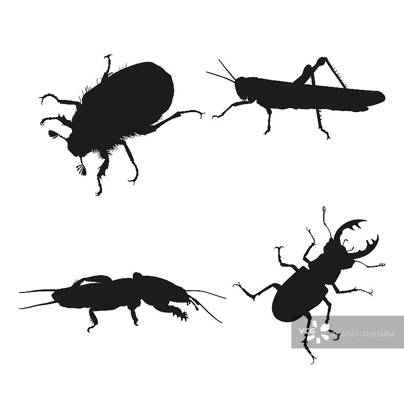 白色背景上的昆虫图片素材